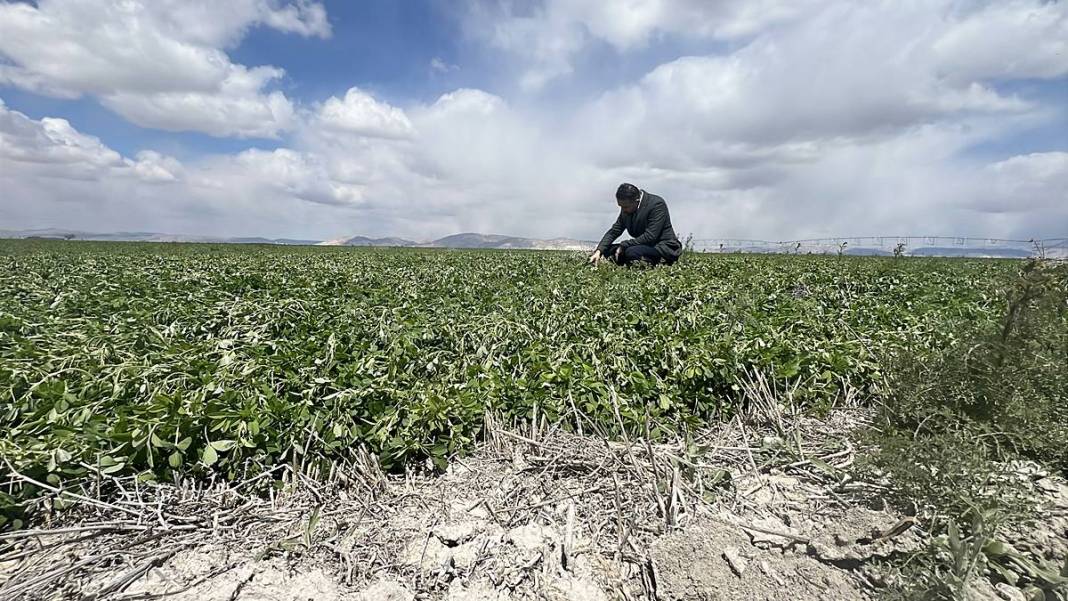 Tarımda tarihin en büyük felaketi yaşanıyor! Meyve, sebze fiyatlarında rekor artış yaşanacak 19